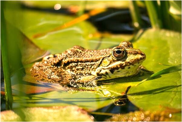 夢見上房頂下不來預兆了什麼嗎_周公解夢官網