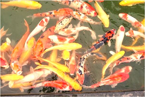 夢到了女同事懷孕裸體代表著什麼_周公解夢官網