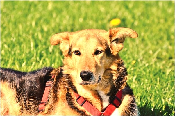 夢見和兒子吃飯怎么說_周公解夢官網