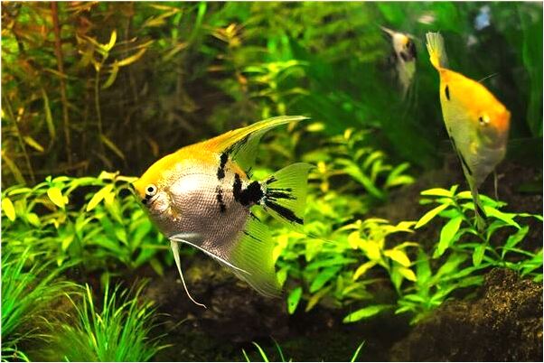 夢到了自己拿著菊花好不好_周公解夢官網