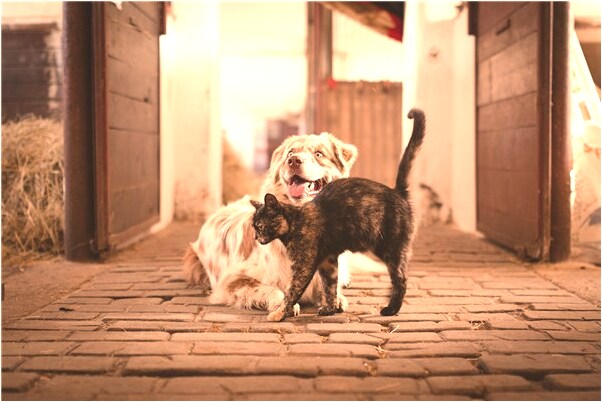 夢見撿到玉雕刻成觀音是咋回事_周公解夢官網