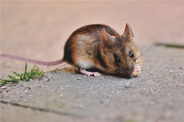 1972年出生的人命運_十二生肖