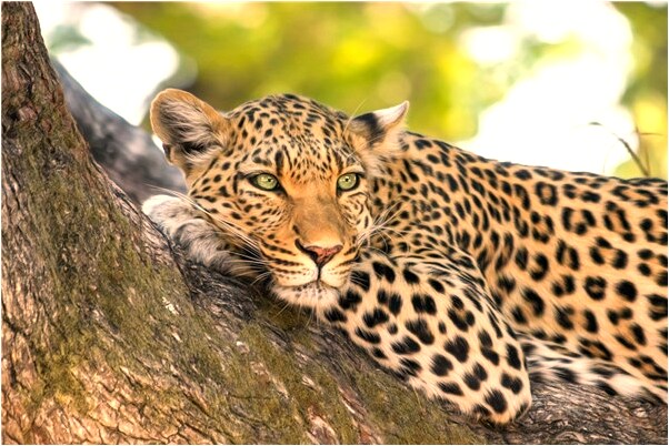 夢到了突然冒出一個未婚夫有什麼預兆_周公解夢官網