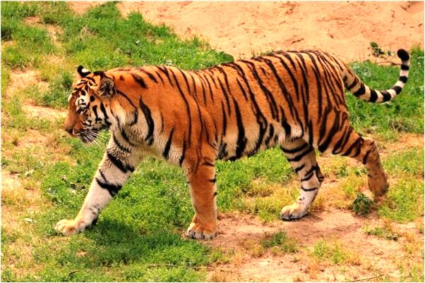 夢見心中的他是吉兆嗎?_周公解夢官網