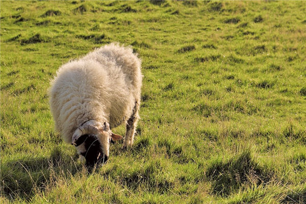 2003年8月屬羊的性格運勢_十二生肖