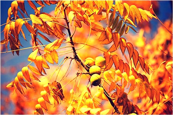 夢到了被蛇把左手咬腫了後被打死代表著什麼_周公解夢官網