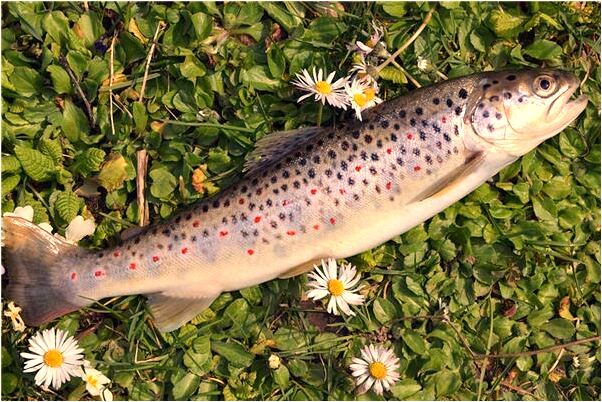 夢到了自己被吻意味著什麼_周公解夢官網