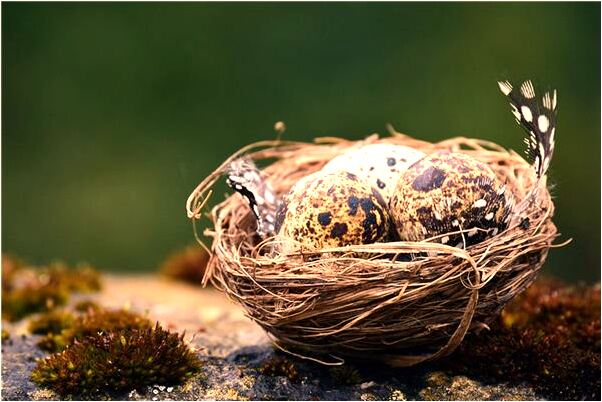 夢見與王交談王的長相有什麼寓意嗎_周公解夢官網