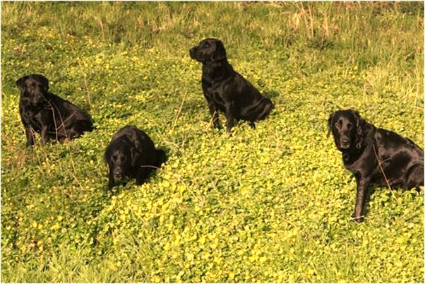 夢到自己的會是什麼預兆_周公解夢官網