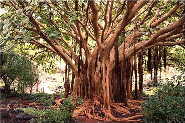 夢到了看不見太陽有什麼含義_周公解夢官網