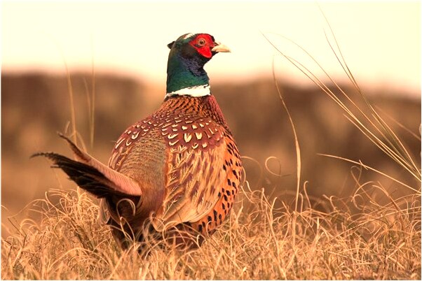 夢見朋友摔傷有什麼意義嗎_周公解夢官網