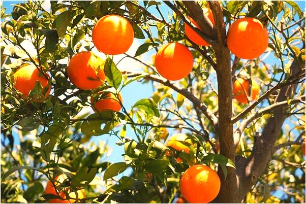 夢到被認可是好是壞_周公解夢官網