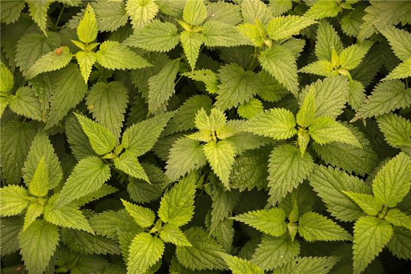 夢到了尋麻疹預示了什麼_周公解夢