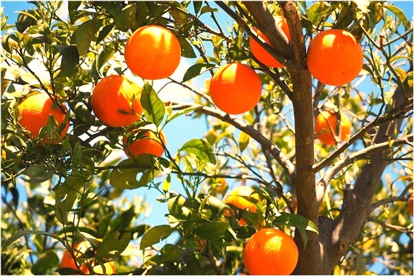 夢到自己的背包被人偷了是什麼啟示_周公解夢官網