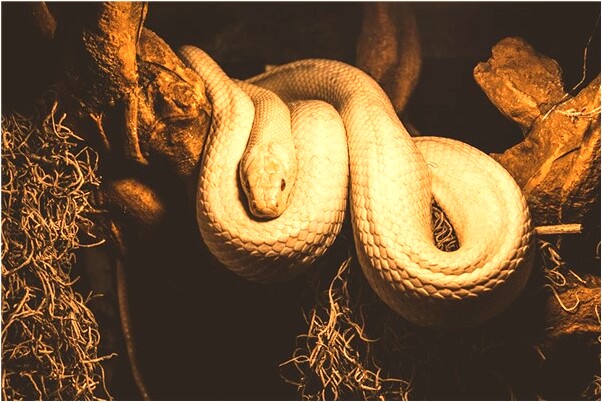 夢到肥皂粉是什麼意思_周公解夢官網