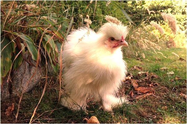 夢見掃起一堆土是咋回事_周公解夢官網