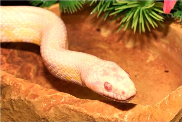 夢見三隻豬是凶兆還是吉兆_周公解夢官網