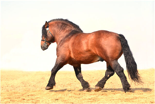 夢到梳子齒斷了是凶兆還是吉兆_周公解夢官網