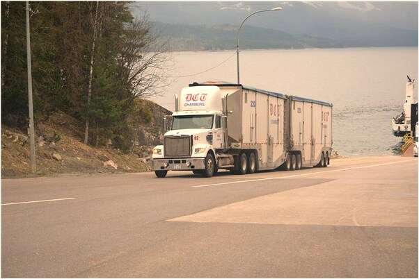 夢到了成群的蜜蜂怎么回事_周公解夢官網