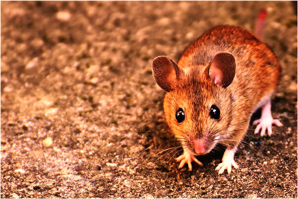 夢到了燙死貓代表著什麼_周公解夢官網