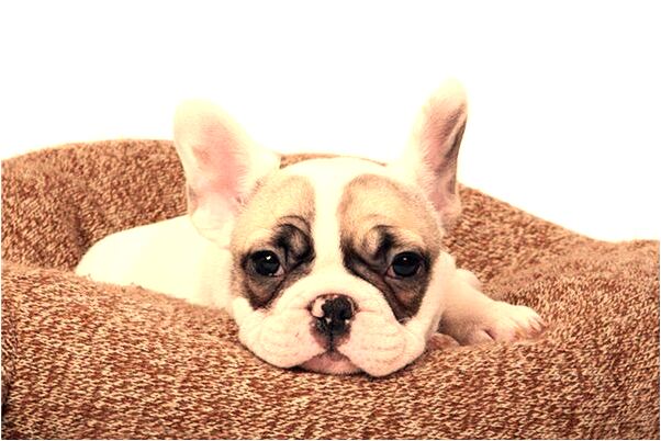 夢到活魚在泥土裡會是什麼預兆_周公解夢官網