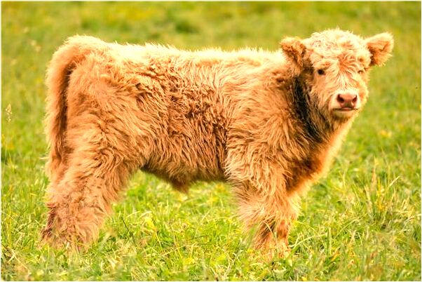 夢到了別人給我扎小編是什麼意思_周公解夢官網