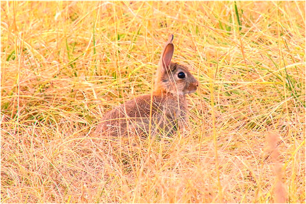 夢到拍掉身上的蟲子預兆了什麼嗎_周公解夢官網