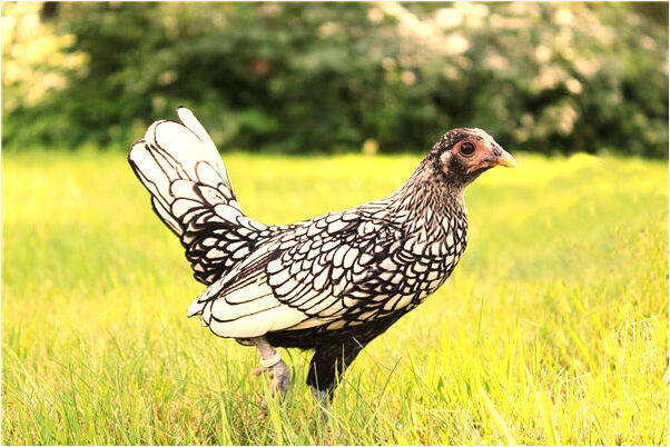 夢見兩個人被人按進油坑是什麼啟示_周公解夢官網