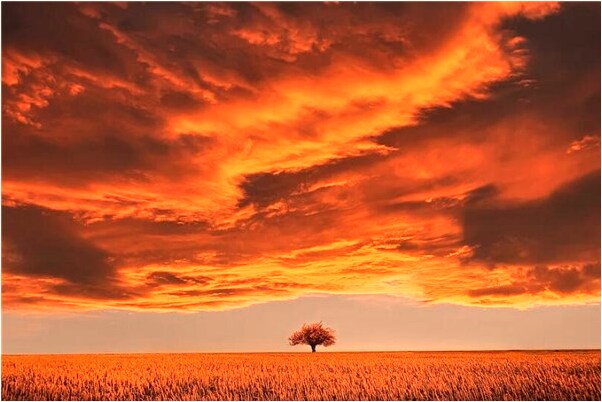 夢到摘成熟的芒果吃什麼寓意_周公解夢官網