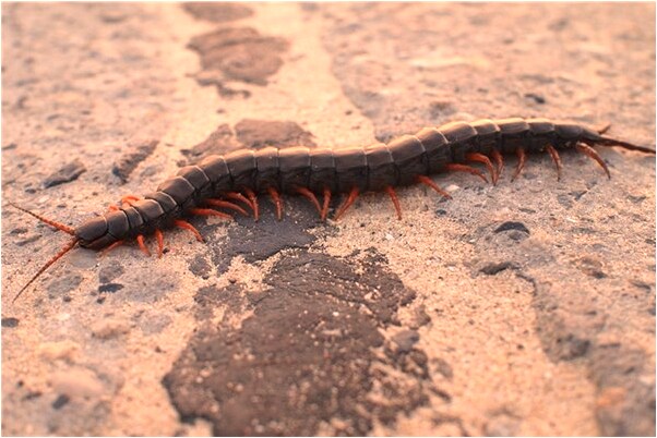 夢到了修路拼計程車價高下車是凶兆還是吉兆_周公解夢官網