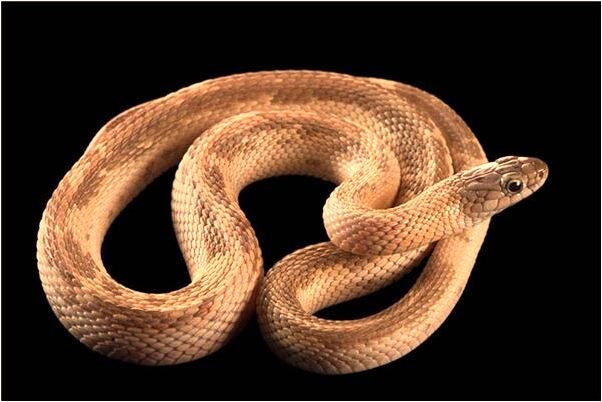 夢見日月同在有什麼寓意嗎_周公解夢官網