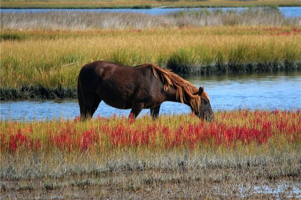 屬馬和什麼屬相最配運勢好_十二生肖