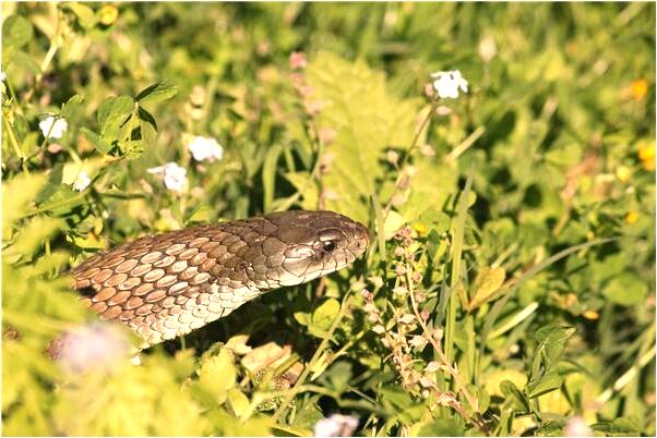 夢到了鞋子邊上有蛇是什麼意思_周公解夢官網