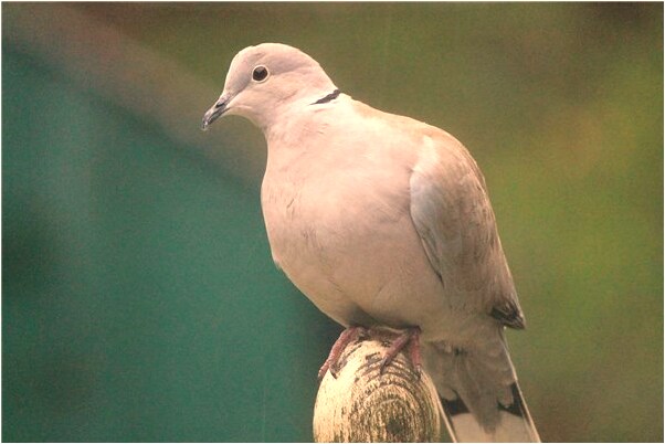 夢到了拾白金銀鐲子預示什麼_周公解夢官網