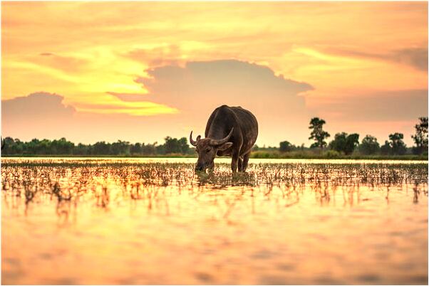 夢見貓入屋有什麼說法_周公解夢官網