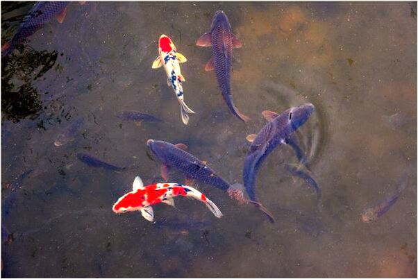 夢見婚前女友意味著什麼_周公解夢官網