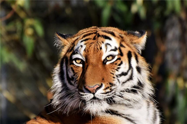 屬虎的人生年份_十二生肖