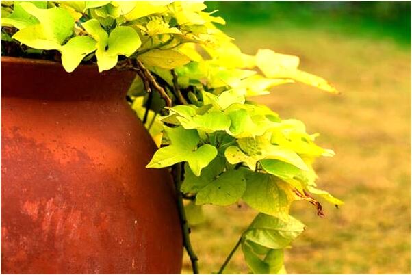 夢見穿黑色舊鞋意味什麼_周公解夢官網