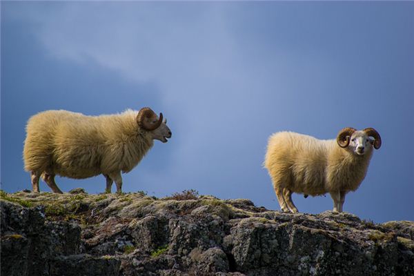 1991年屬什麼？_十二生肖