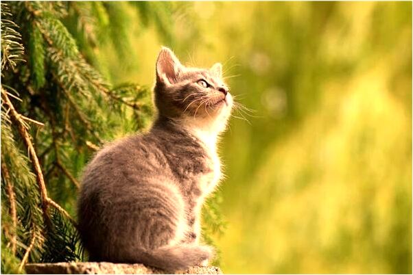 夢到了好多淤泥是怎么回事_周公解夢官網