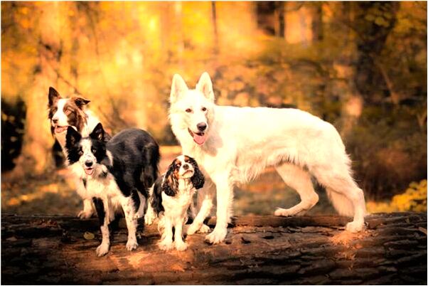 夢到了牛拉犁子耕地怎么回事_周公解夢官網