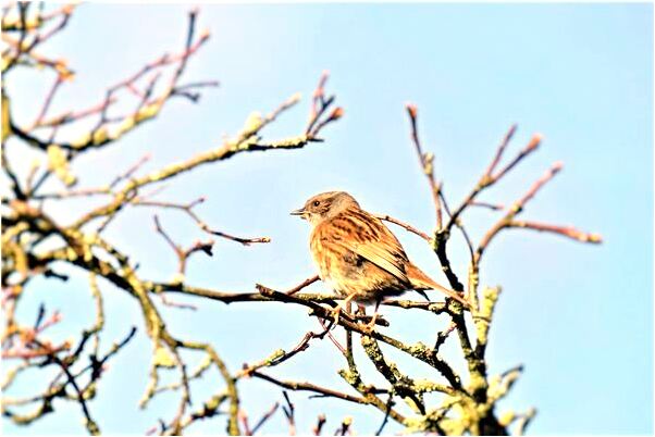 夢見變成老鼠意味什麼_周公解夢官網