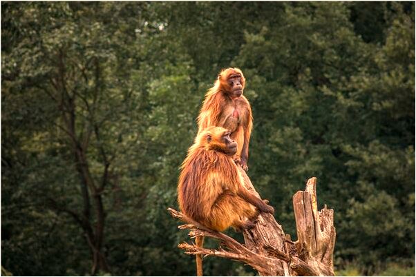 夢到柜子門開著預兆了什麼嗎_周公解夢官網