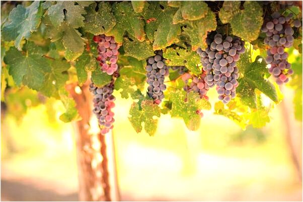 夢見男友做了主持人有什麼預兆_周公解夢官網