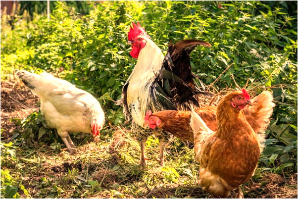 夢見我我和媽媽身穿孝衣是好是壞_周公解夢官網