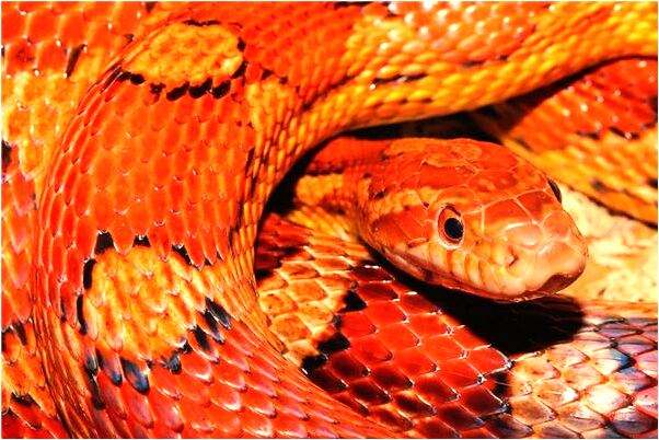 夢到自己在吃棗子有什麼寓意嗎_周公解夢官網