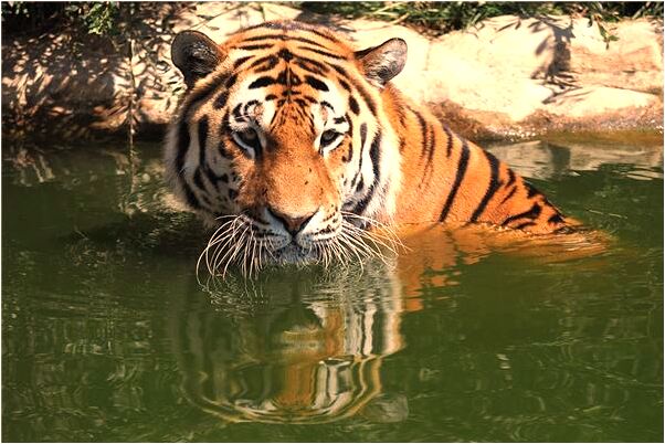 夢到被鬼打會是什麼預兆_周公解夢官網