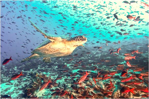 夢見一隻貓貓是吉兆嗎?_周公解夢官網