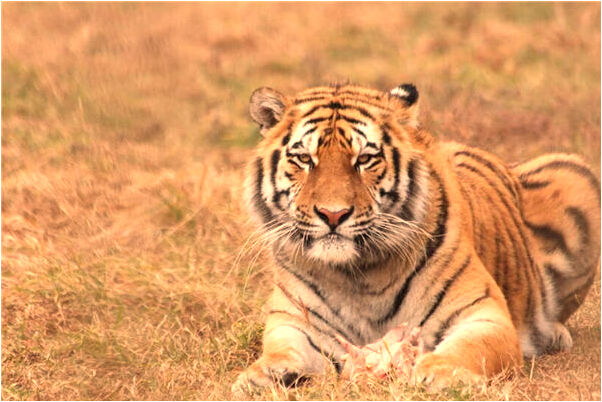 夢到自己喝醉了還在吃藥是怎么回事_周公解夢官網