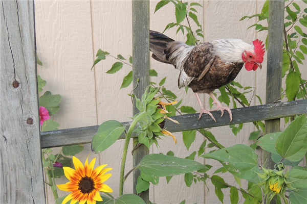 1981年生肖雞最適合職業_十二生肖